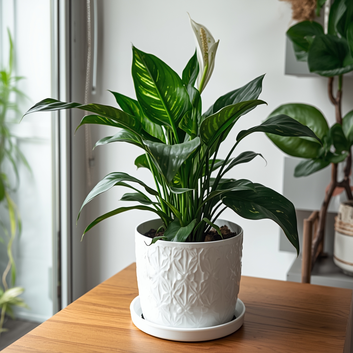 Monstera Deliciosa - Suosittu huonekasvi