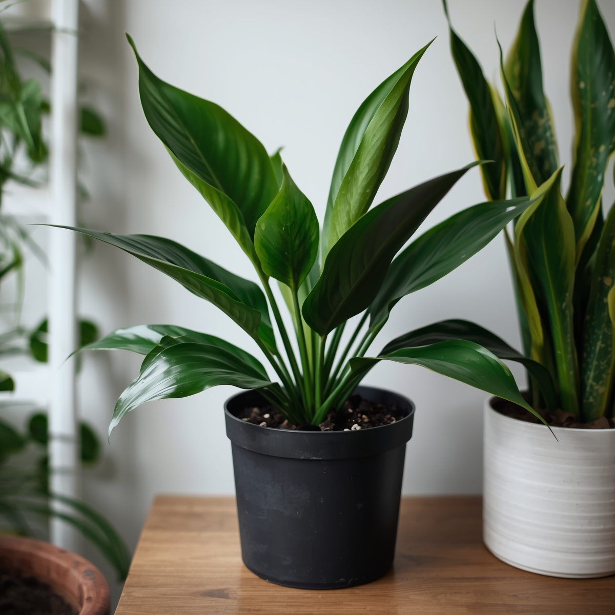 Pothos - Kultaköynnös